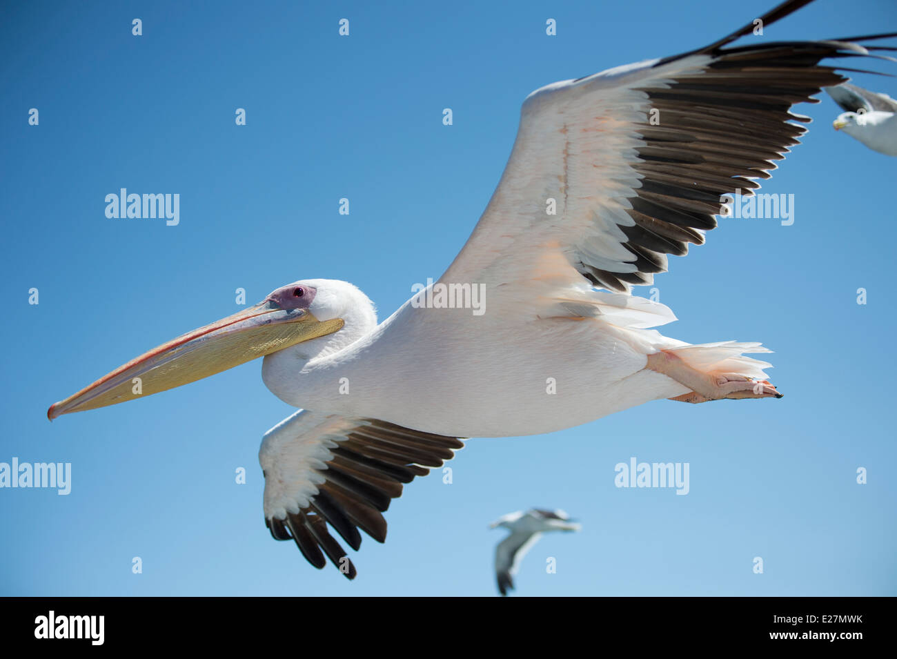 Großer weißer Pelikan (Pelecanus Onocrotalus) auch bekannt als der östlichen weißer Pelikan, rosigen Pelikan. Walvis Bay, Namibia. Stockfoto