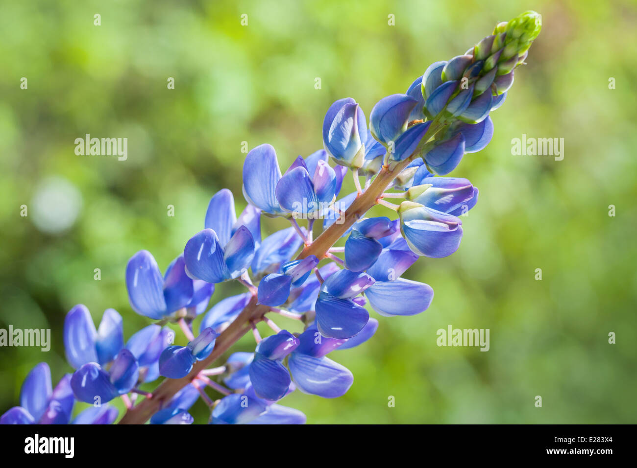 Blaue lupine Blume auf der Wiese im Sommer Stockfoto