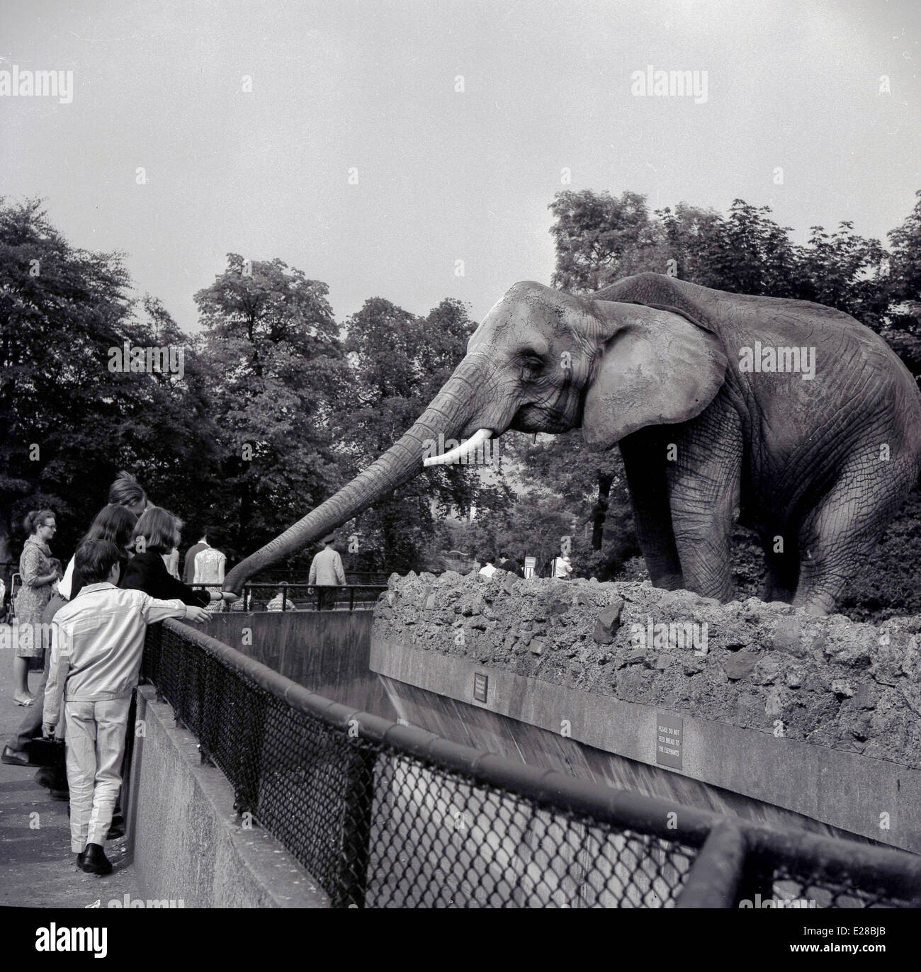 Historisches Bild der 1950er Jahre, das eine Dame zeigt, die einen Elefanten im ZSL London Zoo, Regent's Park, füttert. England. Die Elefanten kamen 1831 zum ersten Mal in den Zoo und die Besucher konnten dann auf ihnen reiten, aber sie gingen 2001 zum Whipsnade Wild Animal Park, Bedfordshire. Der Londoner Zoo wurde 1847 für die Öffentlichkeit zur Unterstützung der Finanzierung geöffnet, da er ursprünglich 1828 als reiner Ort für wissenschaftliche Studien der Zoological Society of London (ZSL) eröffnet wurde, einer Wohltätigkeitsorganisation, die sich für den Schutz von Tieren und ihren Lebensräumen einsetzt. Stockfoto