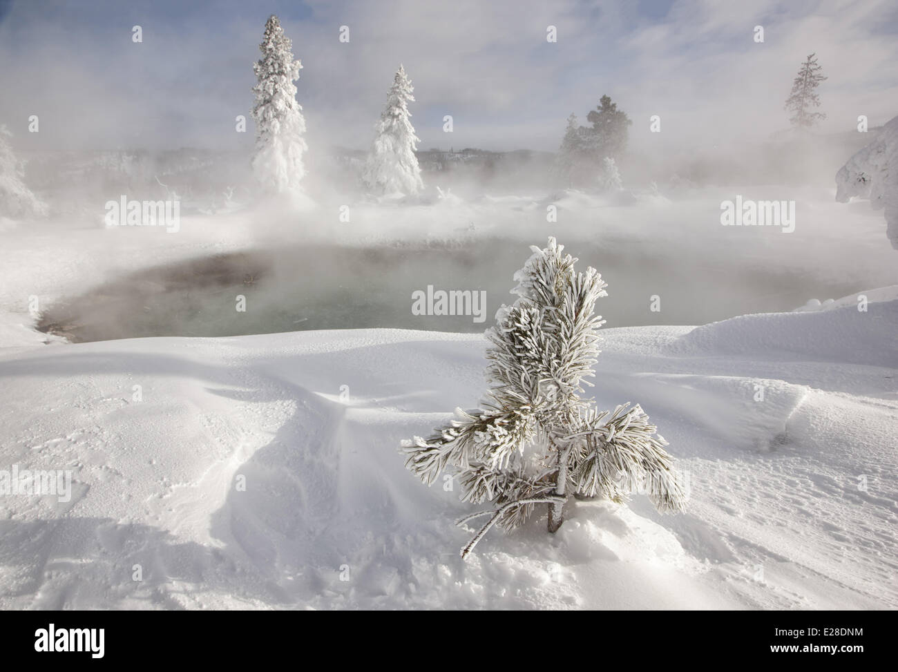 Frost bedeckt, Bäume und Schnee im Thermalbecken, Reifen Pool, Midway Geyser Basin, Yellowstone Nationalpark, Wyoming, Vereinigte Staaten von Amerika, Februar Stockfoto