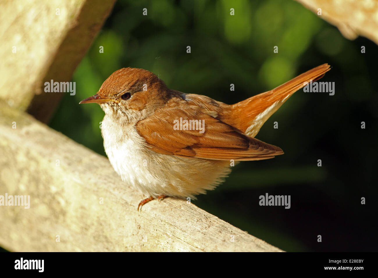 Nachtigall (Luscinia megarhynchos). Aka gemeinsame Nachtigall. Stockfoto