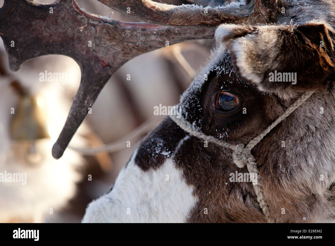 Sibirische Rentier Augen Morgen Nebel Schnee Geweih Stockfoto