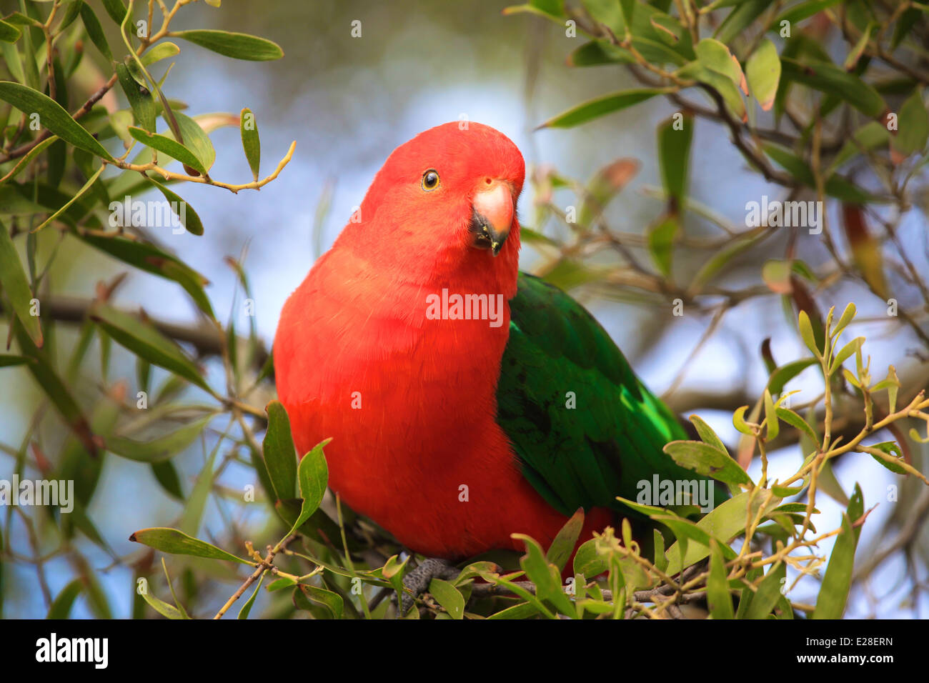 Eine wilde König Australian Papagei sitzt in einem Baum. Stockfoto