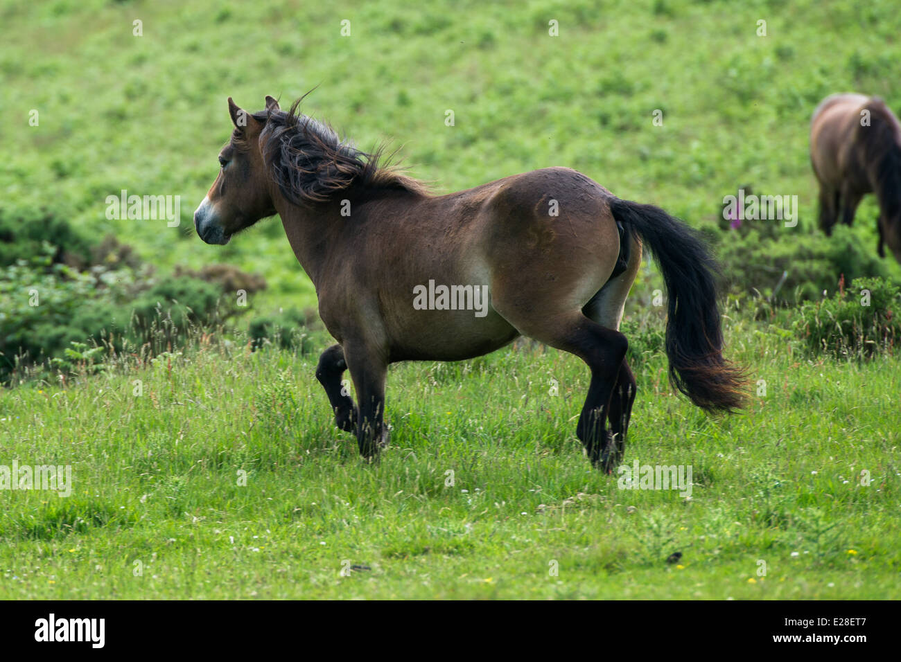 Wild (halb-wilden) Exmoor Ponys in Exmoor an der Küste von Devon, UK. Stockfoto