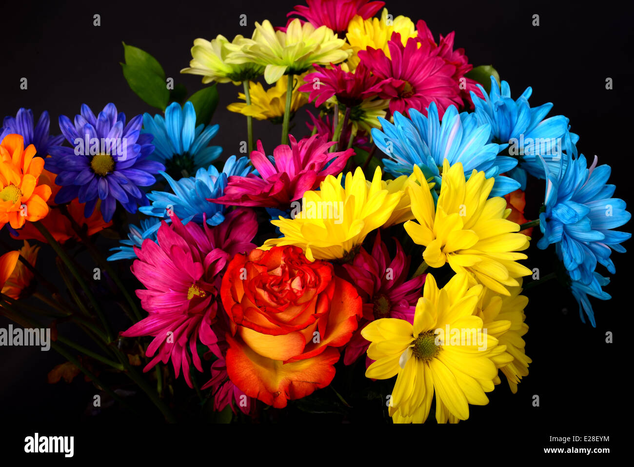 Daisy und rose Blumenarrangement auf schwarzem Hintergrund isoliert Stockfoto