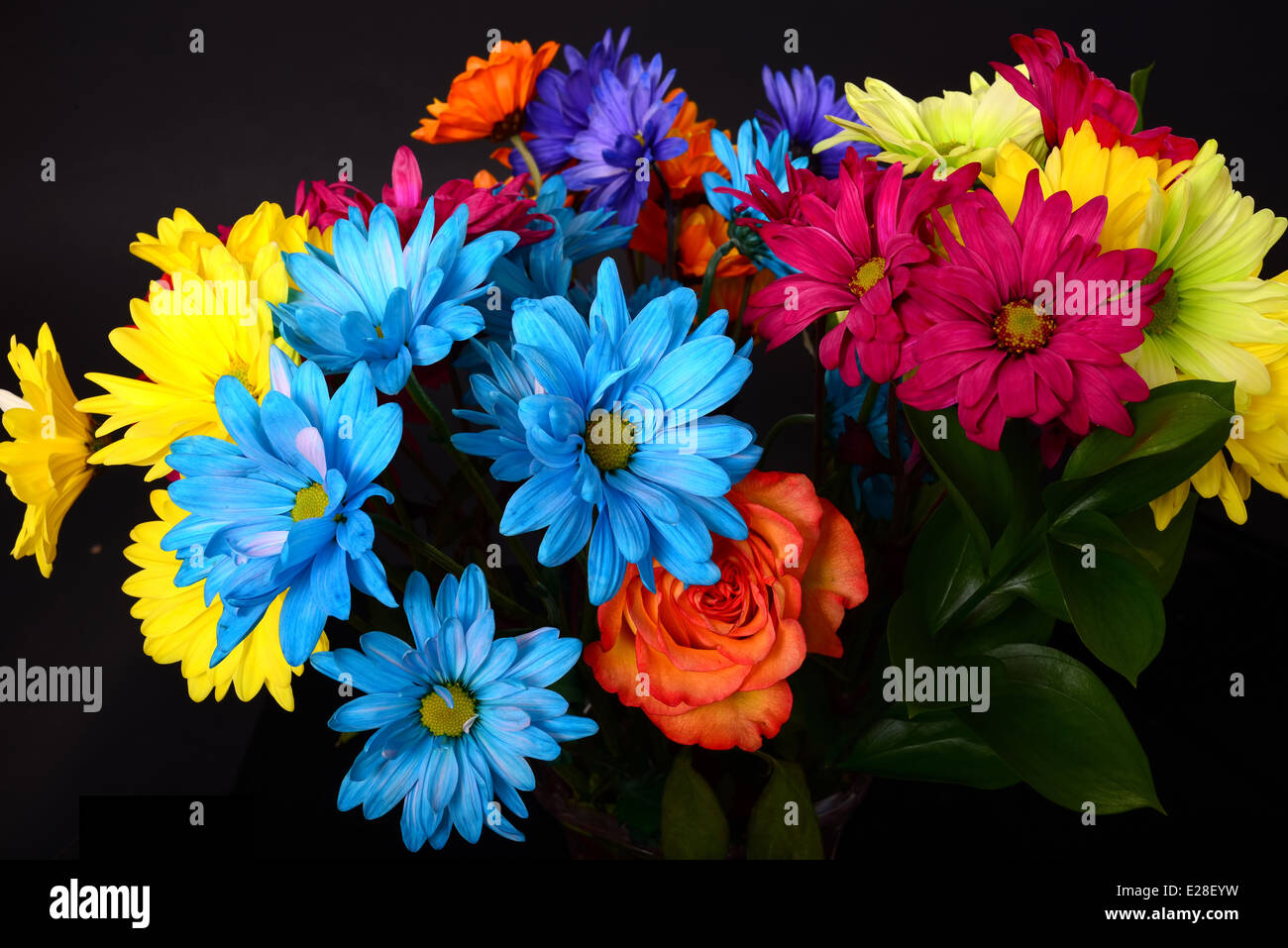 Daisy und rose Blumenarrangement auf schwarzem Hintergrund isoliert Stockfoto