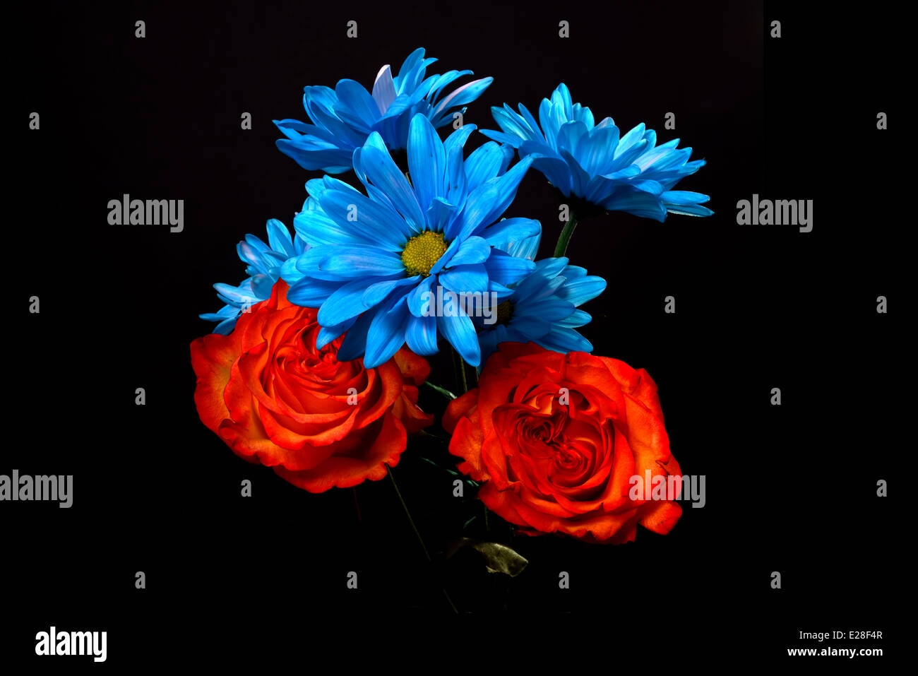 Rose und Daisy floralen Arrangement auf schwarzem Hintergrund isoliert Stockfoto