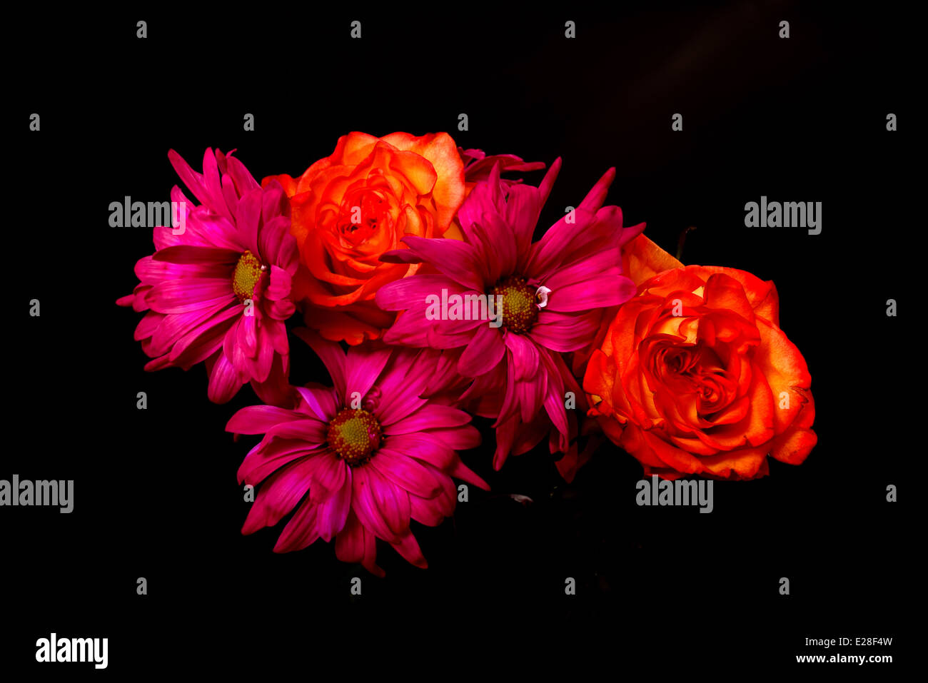 Rose und Daisy floralen Arrangement auf schwarzem Hintergrund isoliert Stockfoto