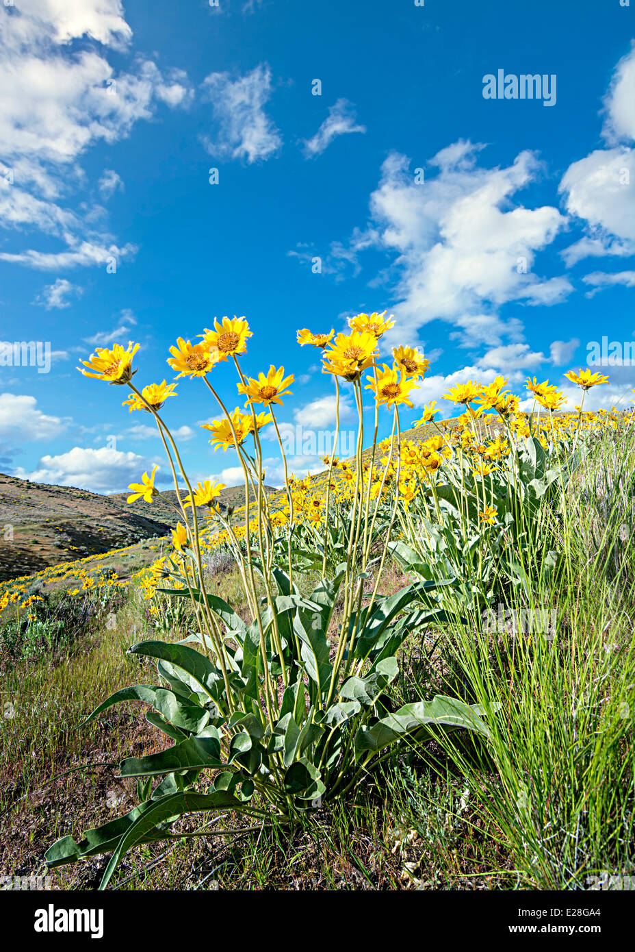 Gelbe Frühlingsblumen vor blauem Himmel mit Wolken Stockfoto