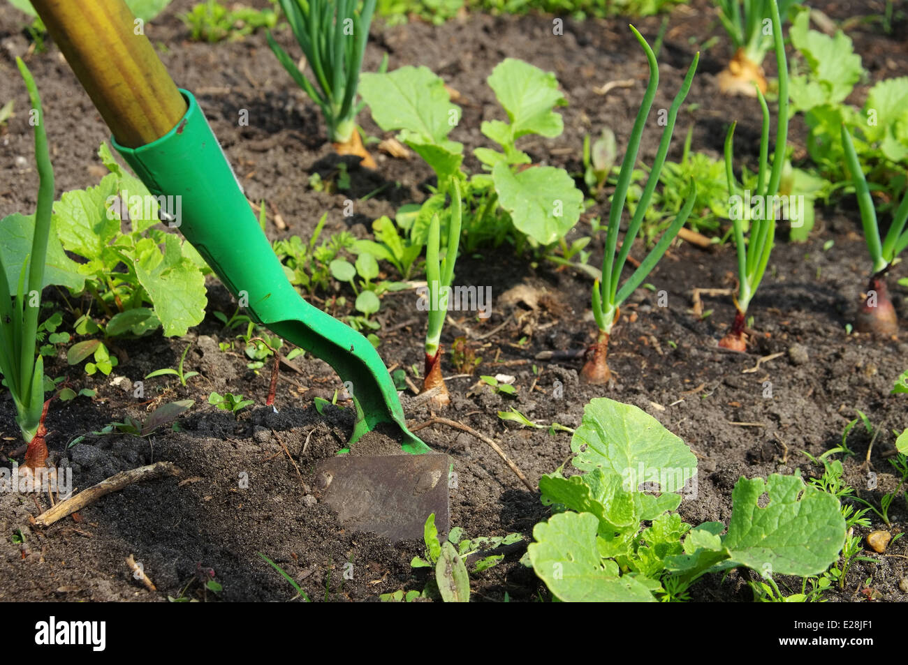 Unkraut Jaeten - Pull-up Unkraut 05 Stockfoto