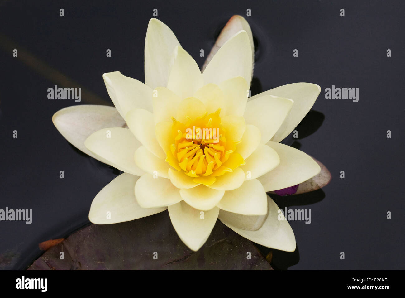 Teich gelbe seerose Fotos und Bildmaterial in hoher Auflösung Alamy