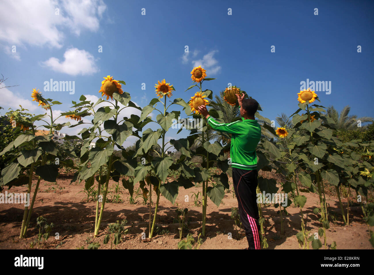 17. Juni 2014 Gaza, Palästinensische Autonomiegebiete Palästinenser