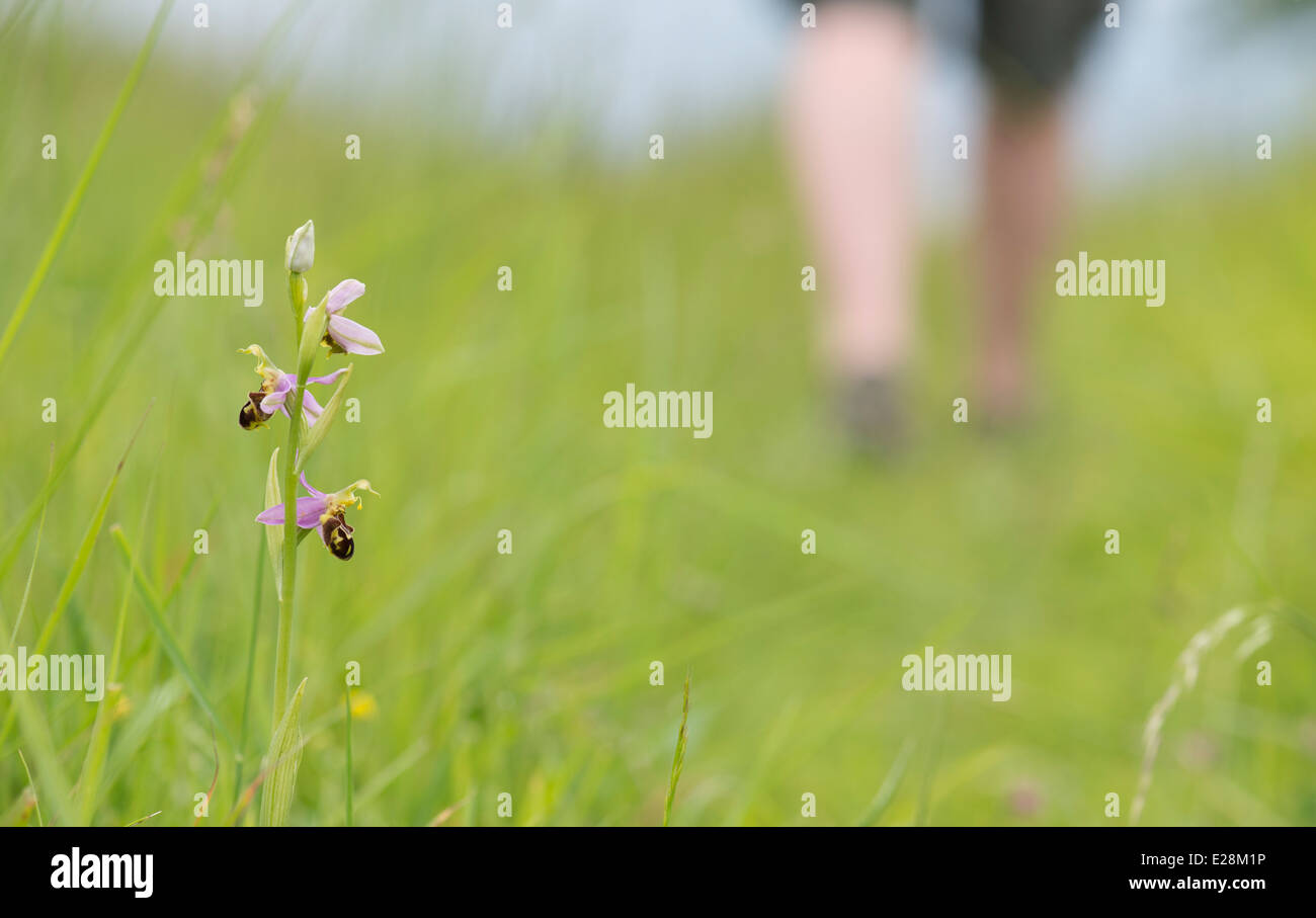 Ophrys Apifera. Biene Orchidee in am alten Mähwiese mit Person vorbeigehen. England Stockfoto