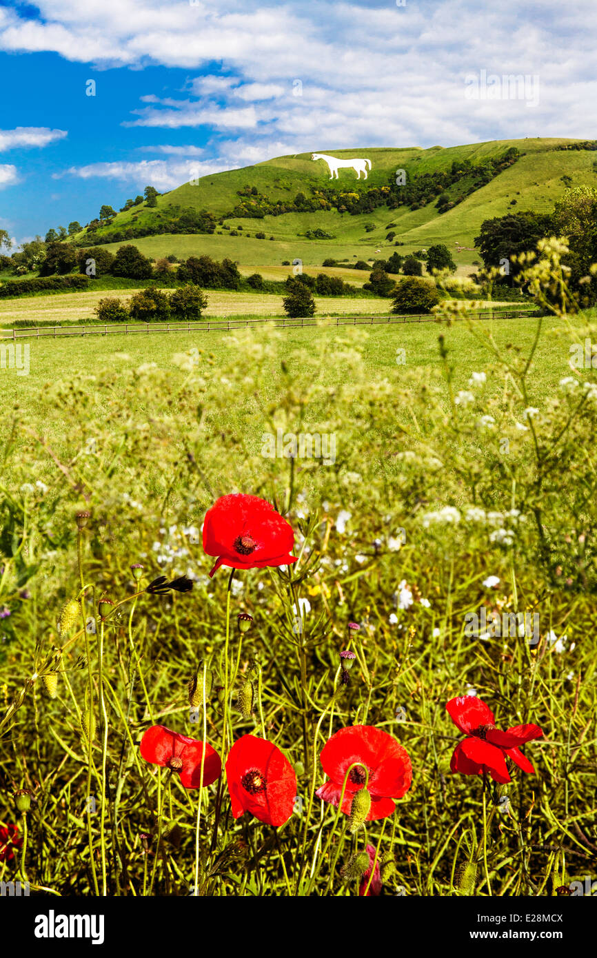 Das weiße Pferd unter Bratton Camp, eine Eisenzeit Burgberg in der Nähe von Westbury in Wiltshire. Stockfoto