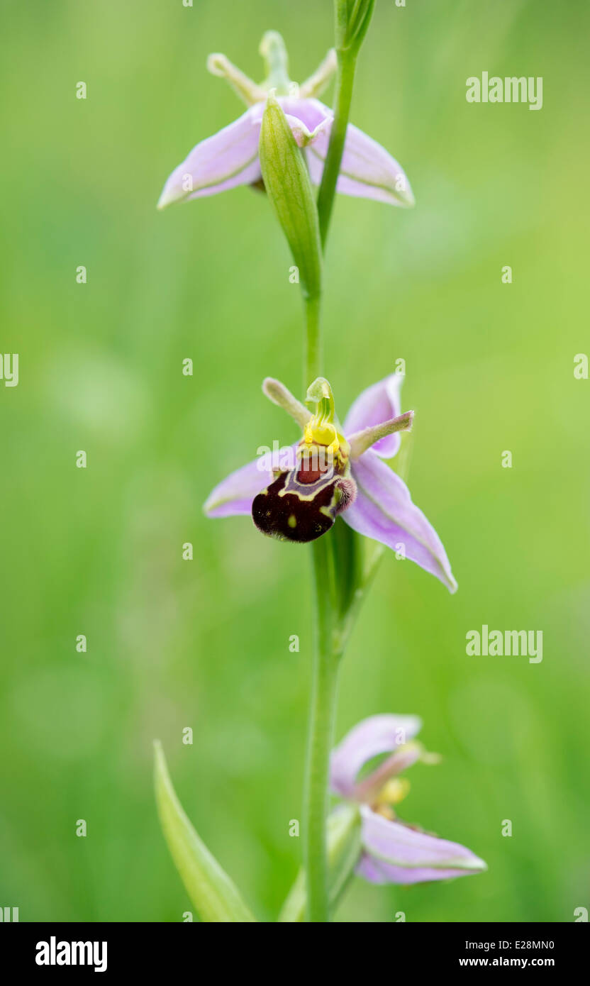 Ophrys Apifera. Biene-Orchidee Stockfoto