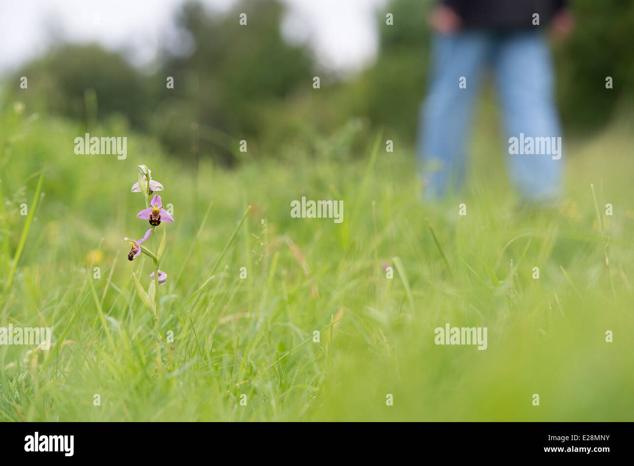 Ophrys Apifera. Biene Orchidee in am alten Mähwiese mit Person vorbeigehen. England Stockfoto