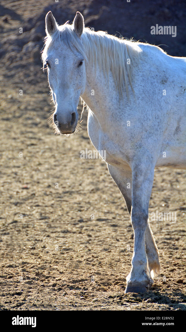 Porträt von einem weißen Pferd in einem Gehege in Jackson Hole, Wyoming Stockfoto