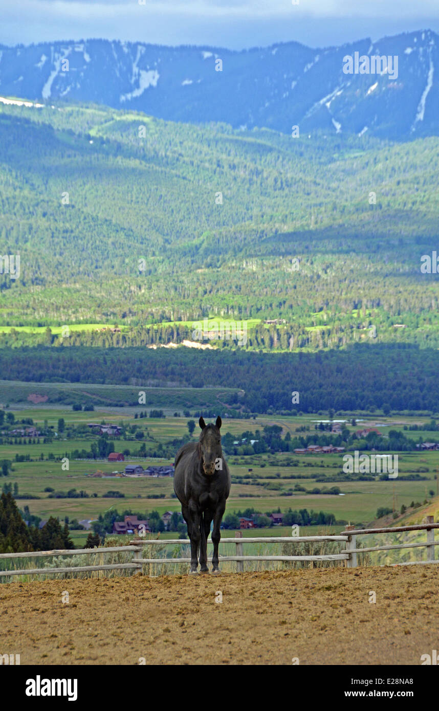 Porträt von ein schwarzes Pferd in einem Gehege in Jackson Hole, Wyoming Stockfoto