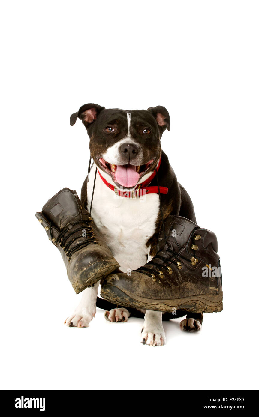 Staffordshire Bullterrier mit schlammigen walking Stiefel schaut in die Kamera auf einem weißen Hintergrund isoliert Stockfoto