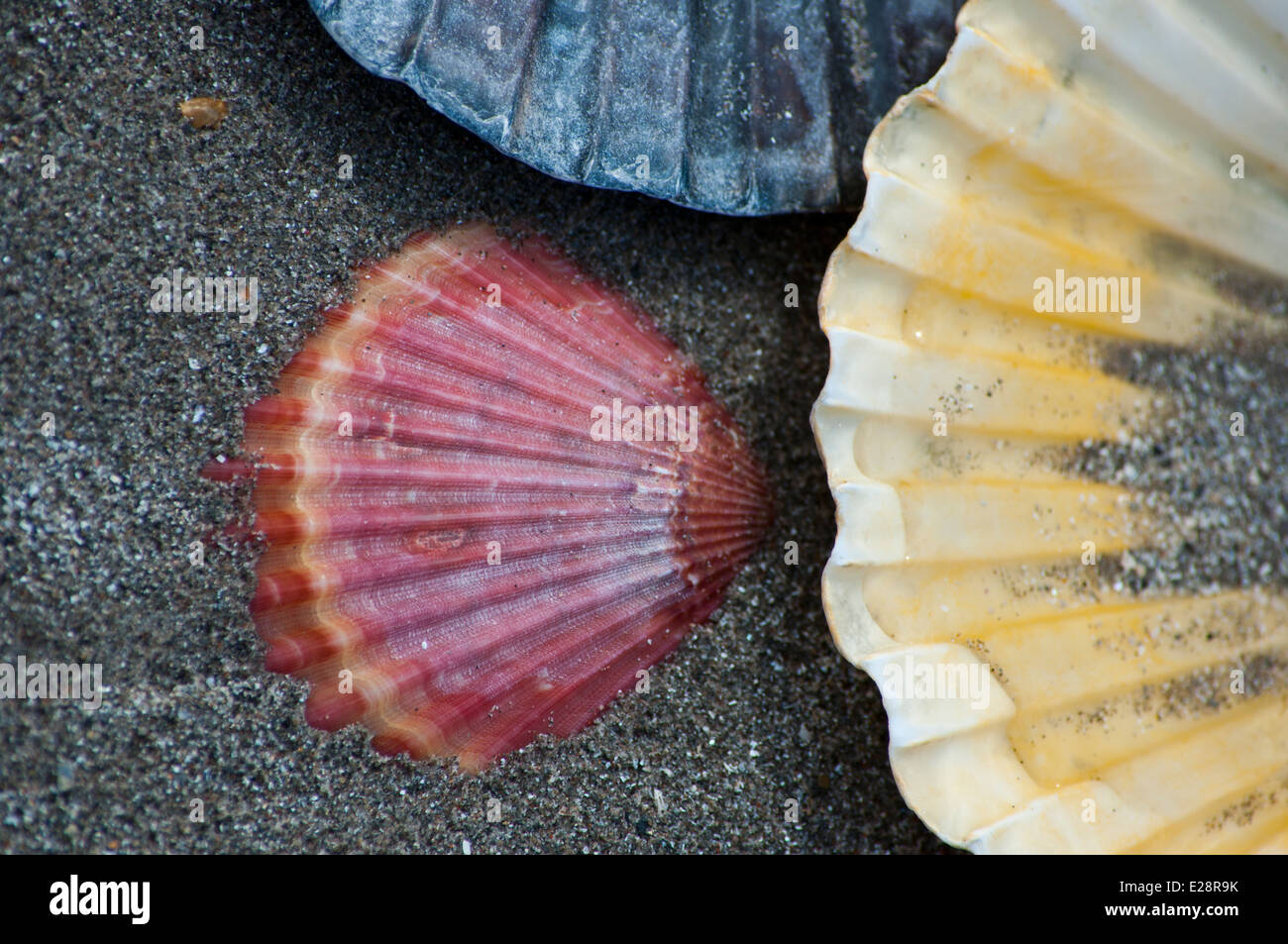 Essbare Jakobsmuschel Muscheln am Strand mit Boot Wrack verworfen Stockfoto