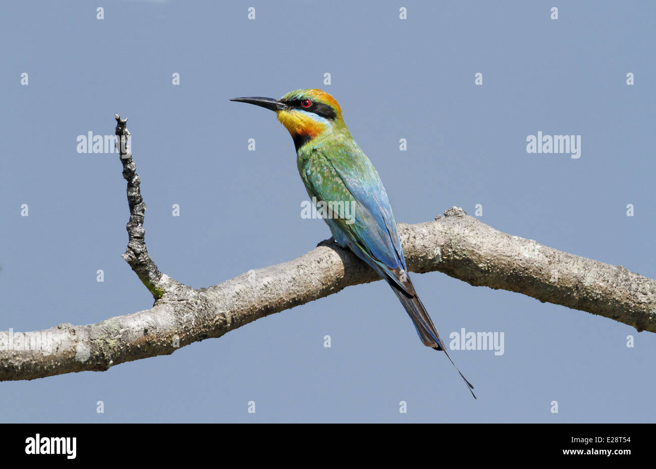 Regenbogen Bienenfresser (Merops Ornatus) Erwachsenen, thront auf Zweig, Cairns, Queensland, Australien, Oktober Stockfoto