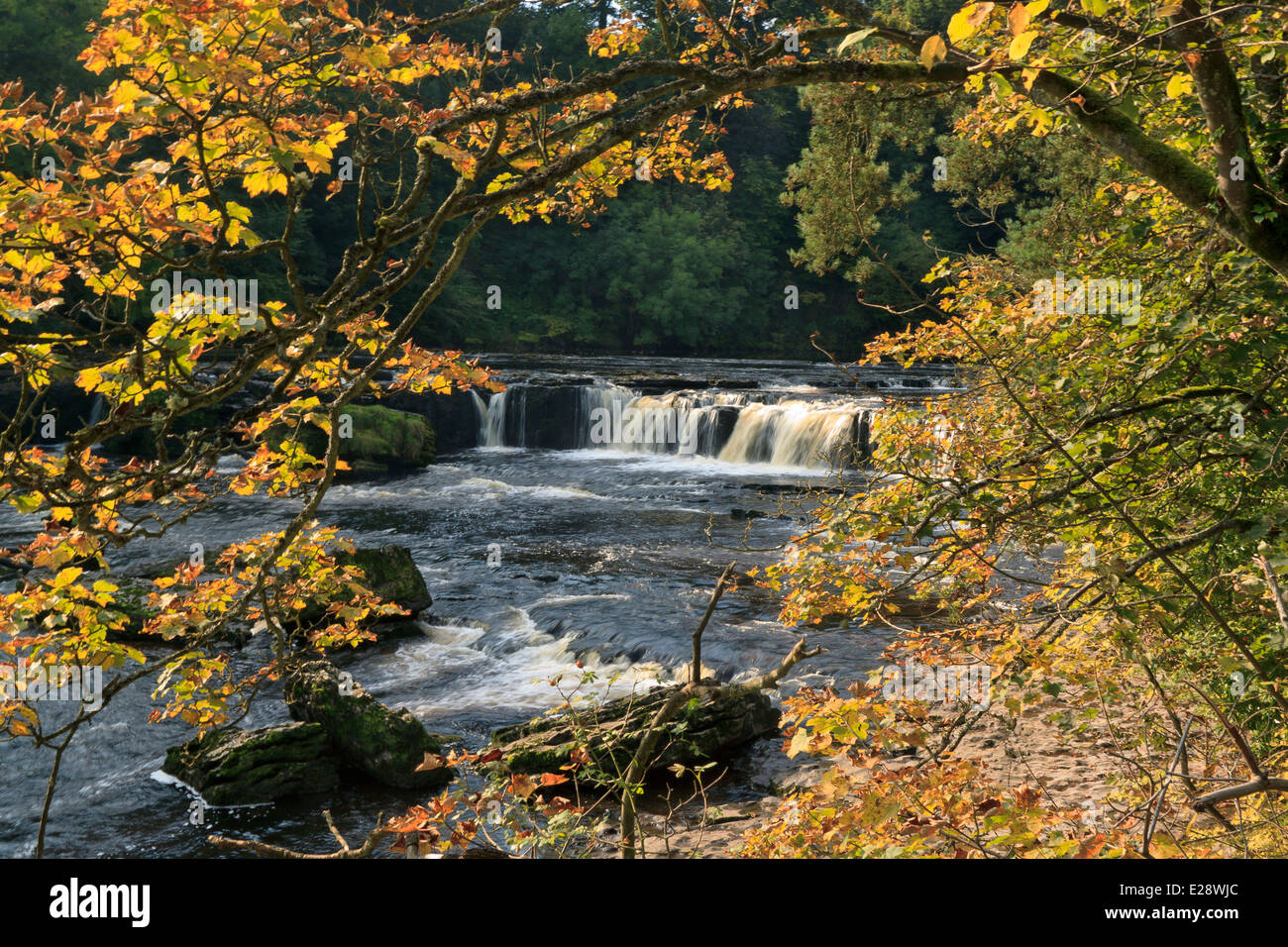 Herbst und den Upper Aysgarth Falls in den Yorkshire Dales National Park, Stockfoto