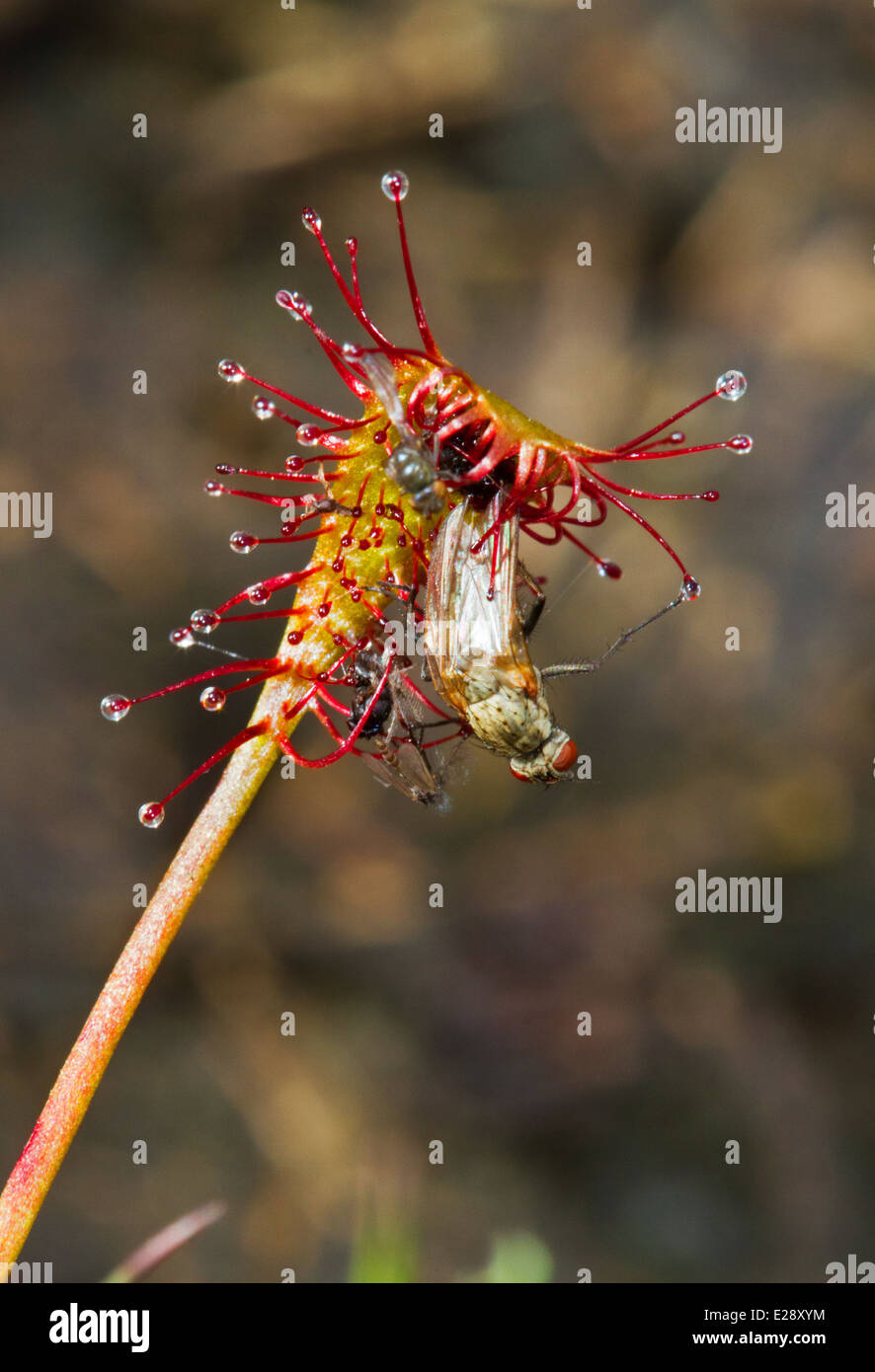 Einige fliegen gefangen durch länglich-leaved Sonnentau (Drosera Intermedia) Stockfoto