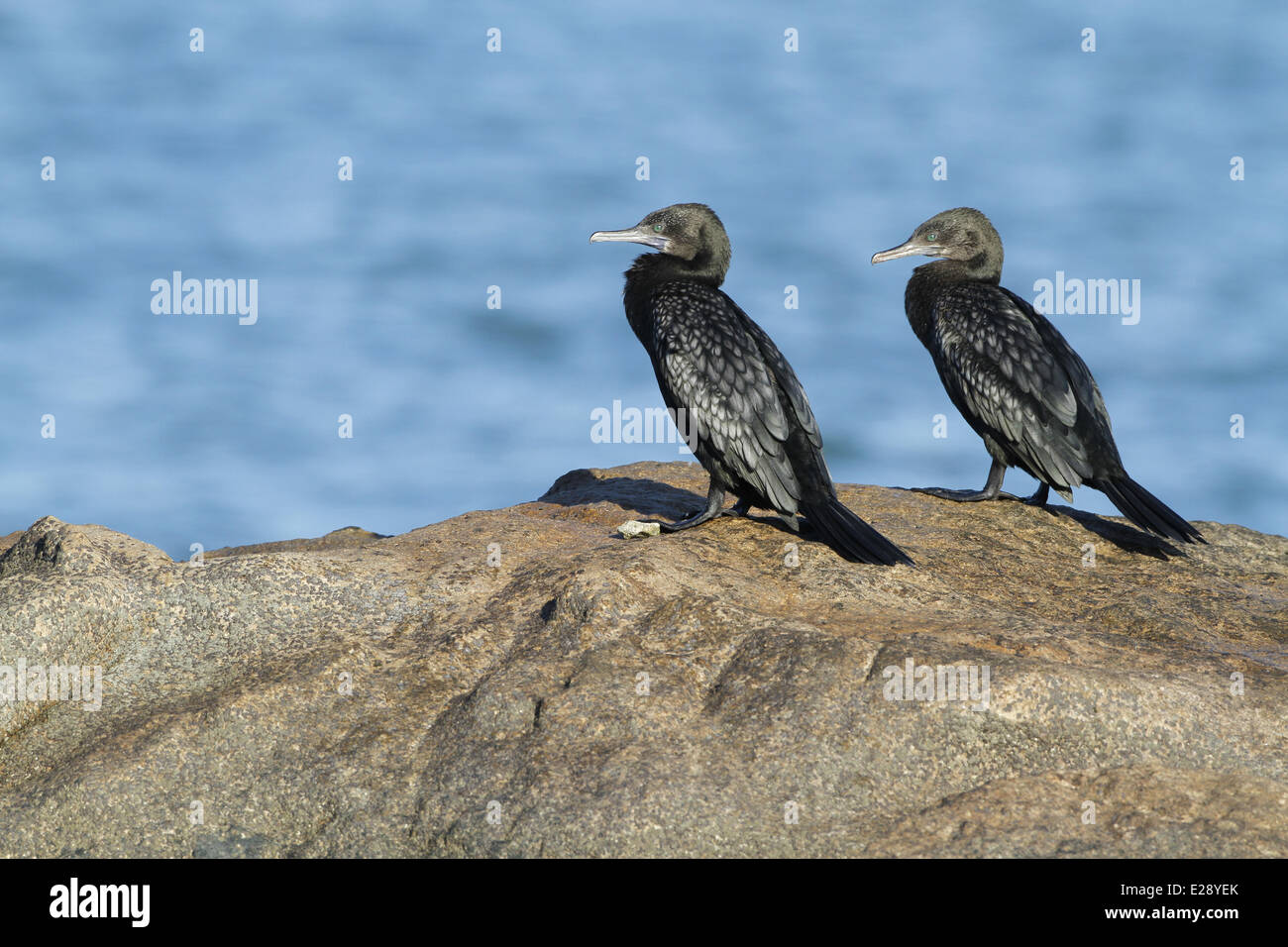 Kleinen schwarzen Kormoran (Phalacrocorax Sulcirostris) Erwachsenen paar, stehend auf Felsen, Horseshoe Bay, Magnetic Island, Queensland, Australien, Oktober Stockfoto