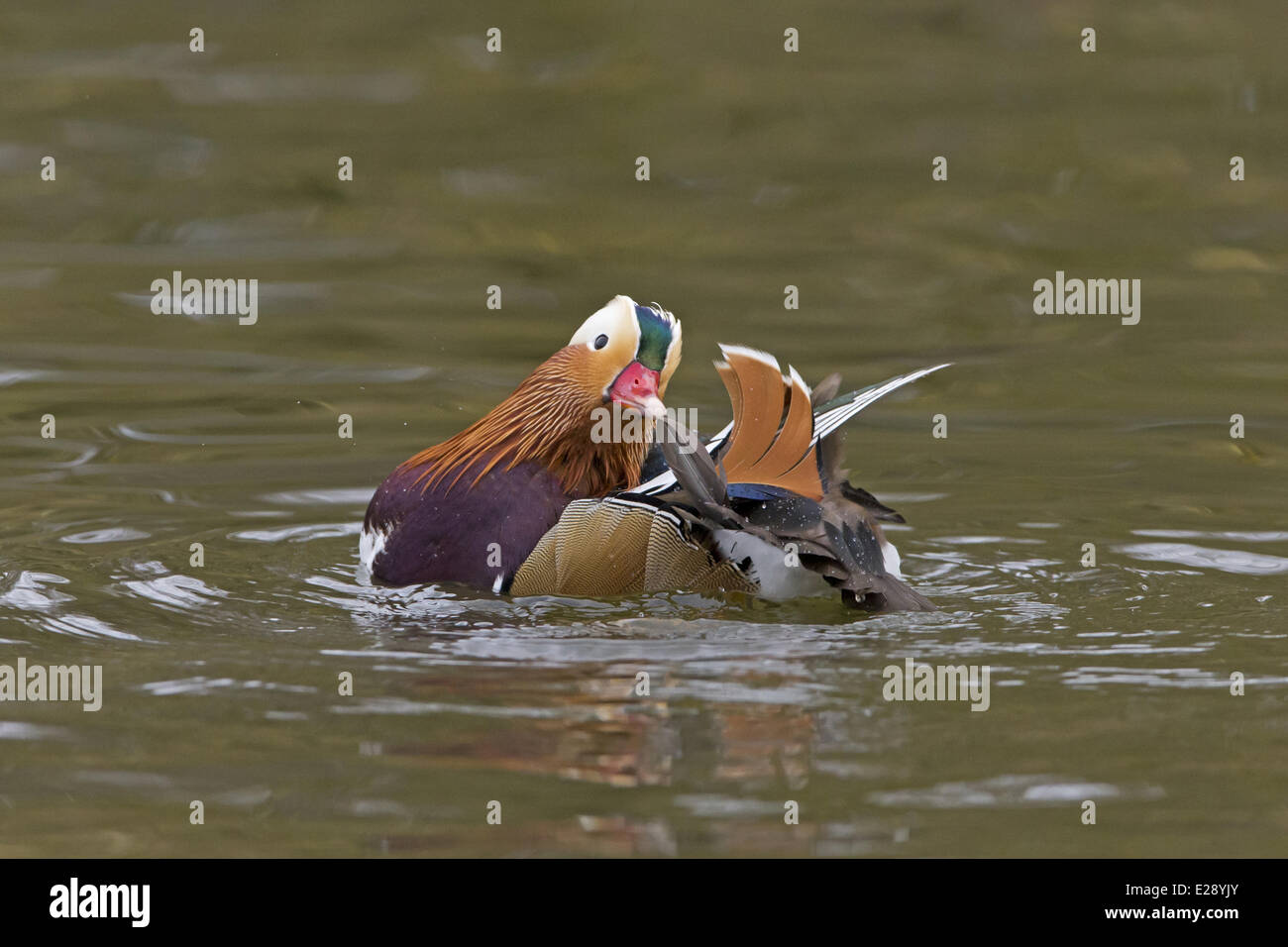 Mandarinente (Aix Galericulata) eingeführten Arten, Männchen, putzen auf dem Wasser, Pensthorpe Nature Reserve, Norfolk, England, Februar Stockfoto