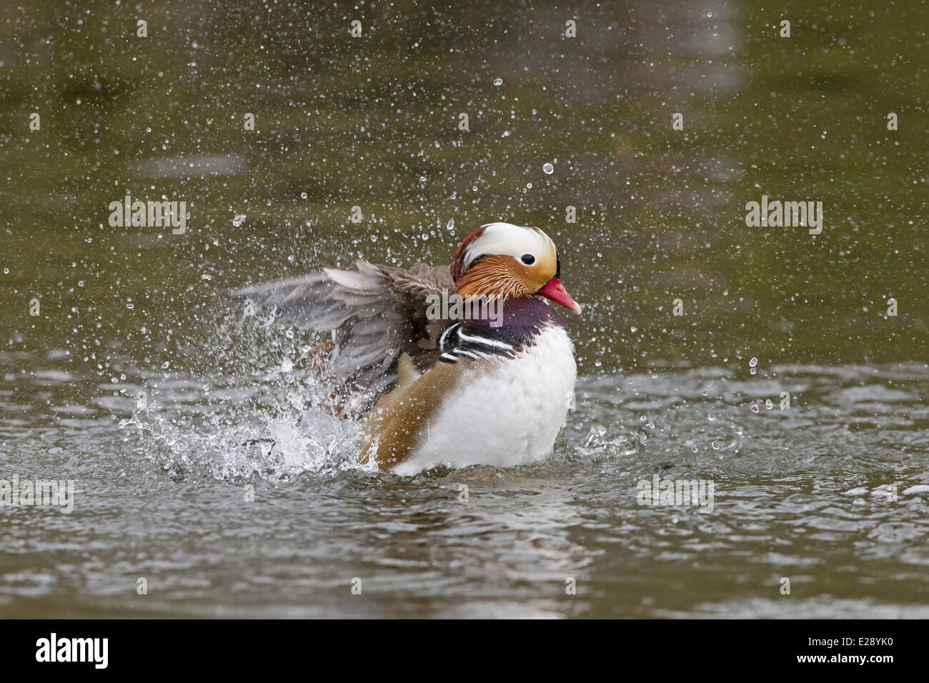 Mandarinente (Aix Galericulata) eingeführte Arten, Männchen, Baden auf dem Wasser, Pensthorpe Nature Reserve, Norfolk, England Stockfoto