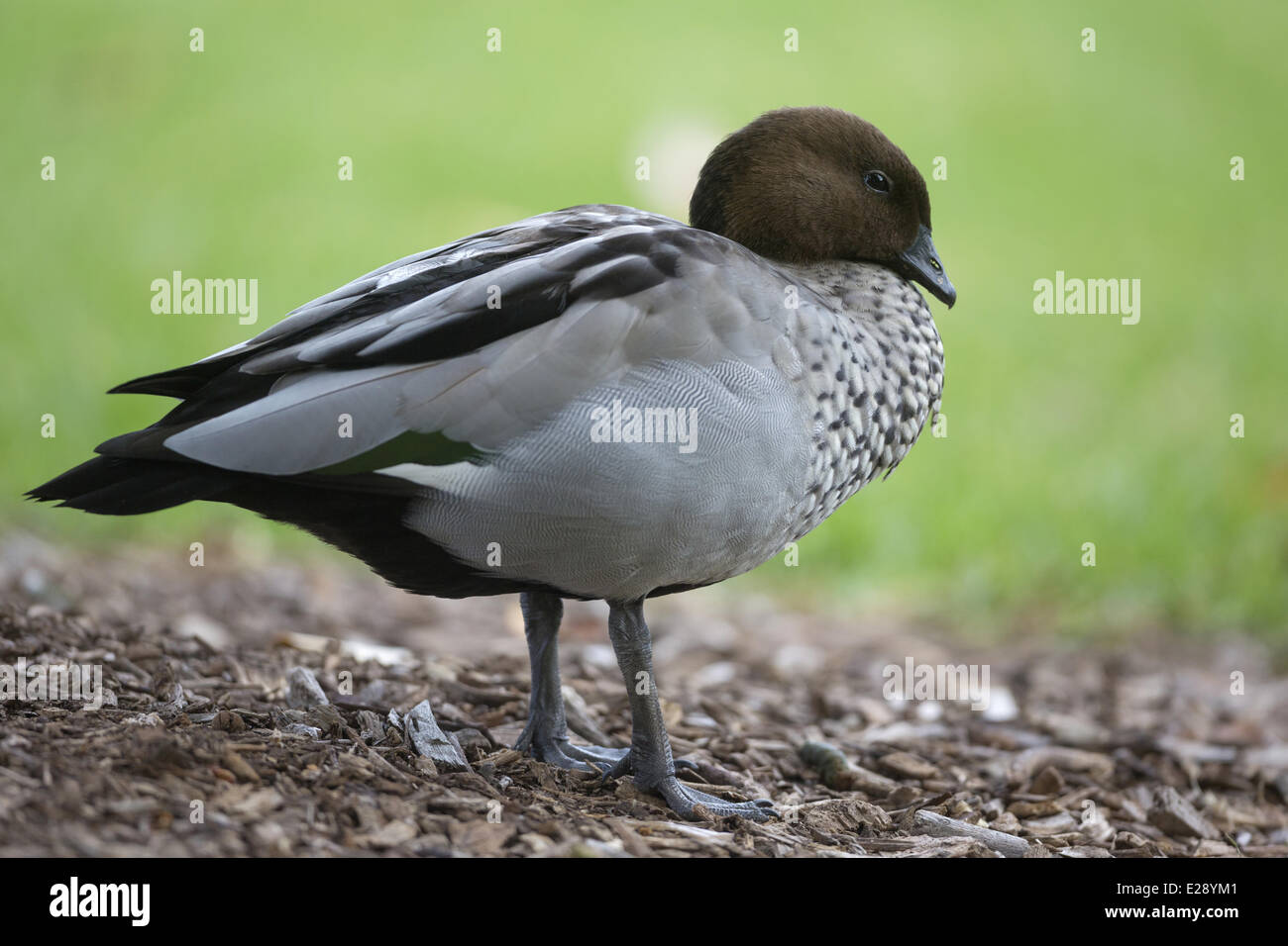 Mähne Ente (Chenonetta Jubata) Männchen, stehend, Sydney, New South Wales, Australien, Februar Stockfoto