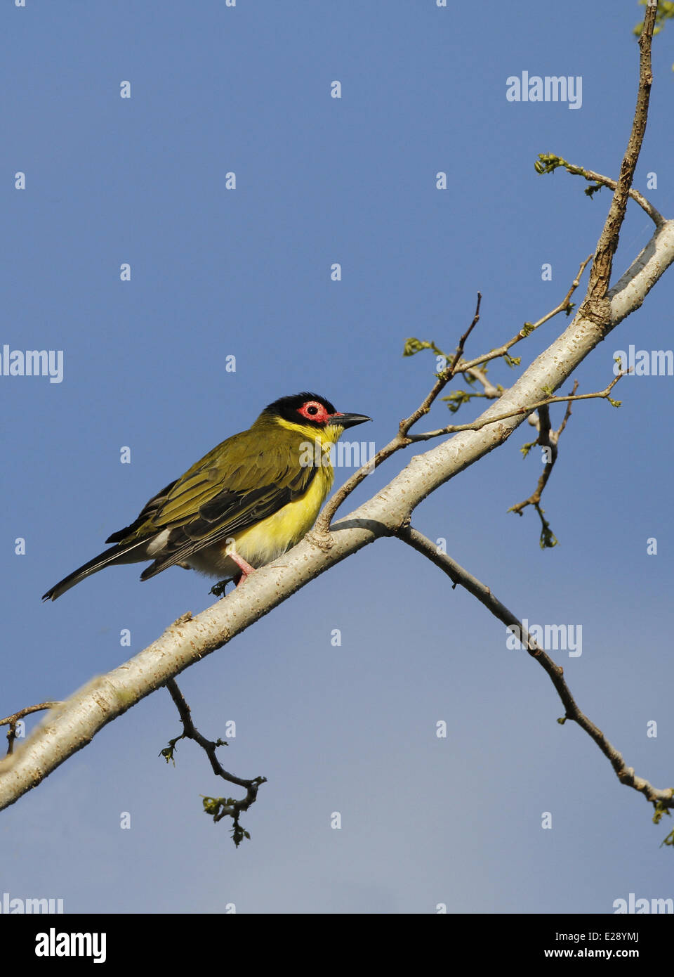 Australasian Figbird (Sphecotheres Vieilloti Flaviventris) "Gelbe Figbird" Unterart, Männchen, thront auf Zweig, Cairns, Queensland, Australien, September Stockfoto