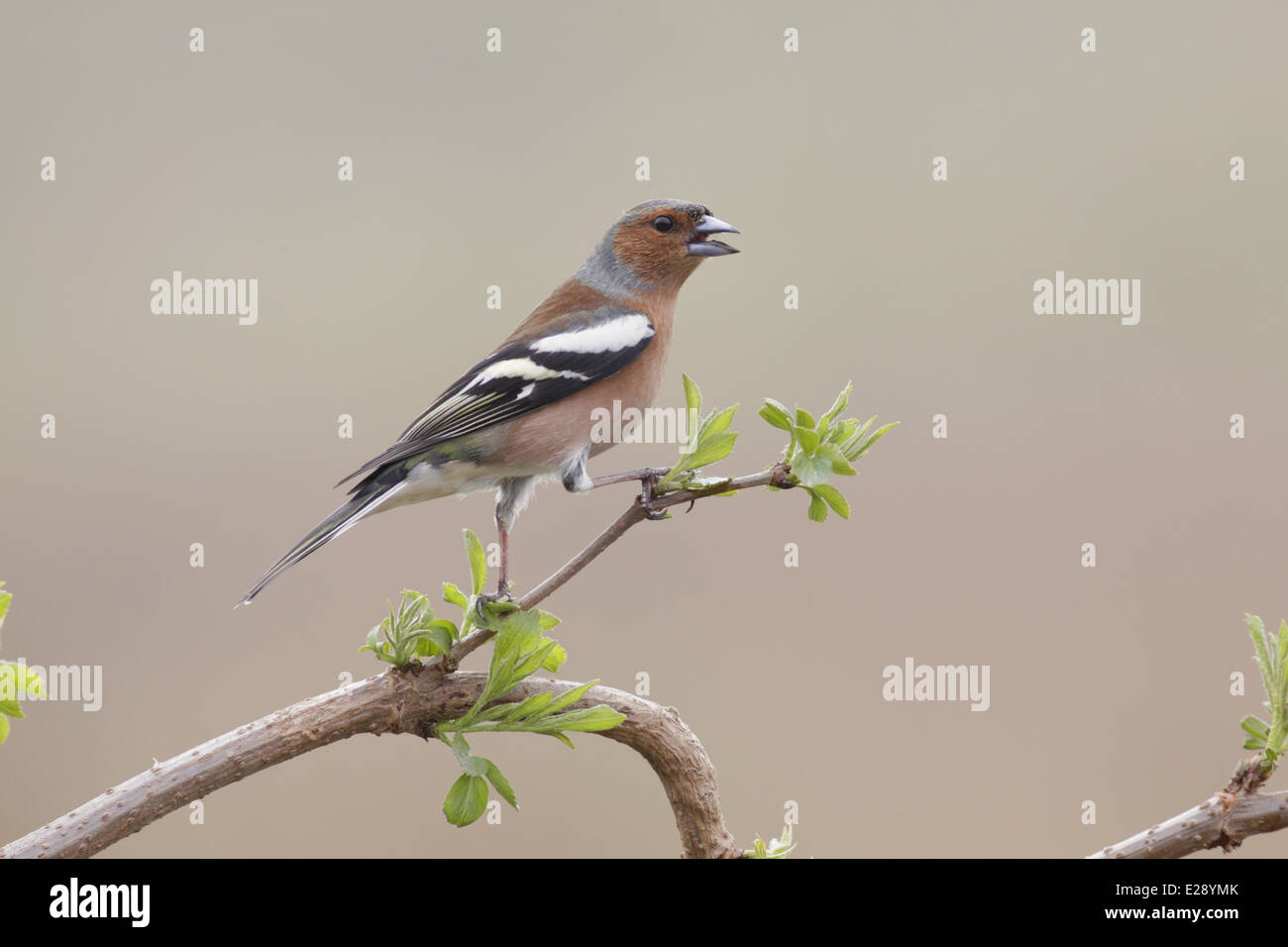 Gemeinsamen Buchfinken (Fringilla Coelebs) Männchen, mit Schnabel offen, keuchend, Hitze, thront auf Zweig, West Yorkshire, England, März zu verlieren Stockfoto