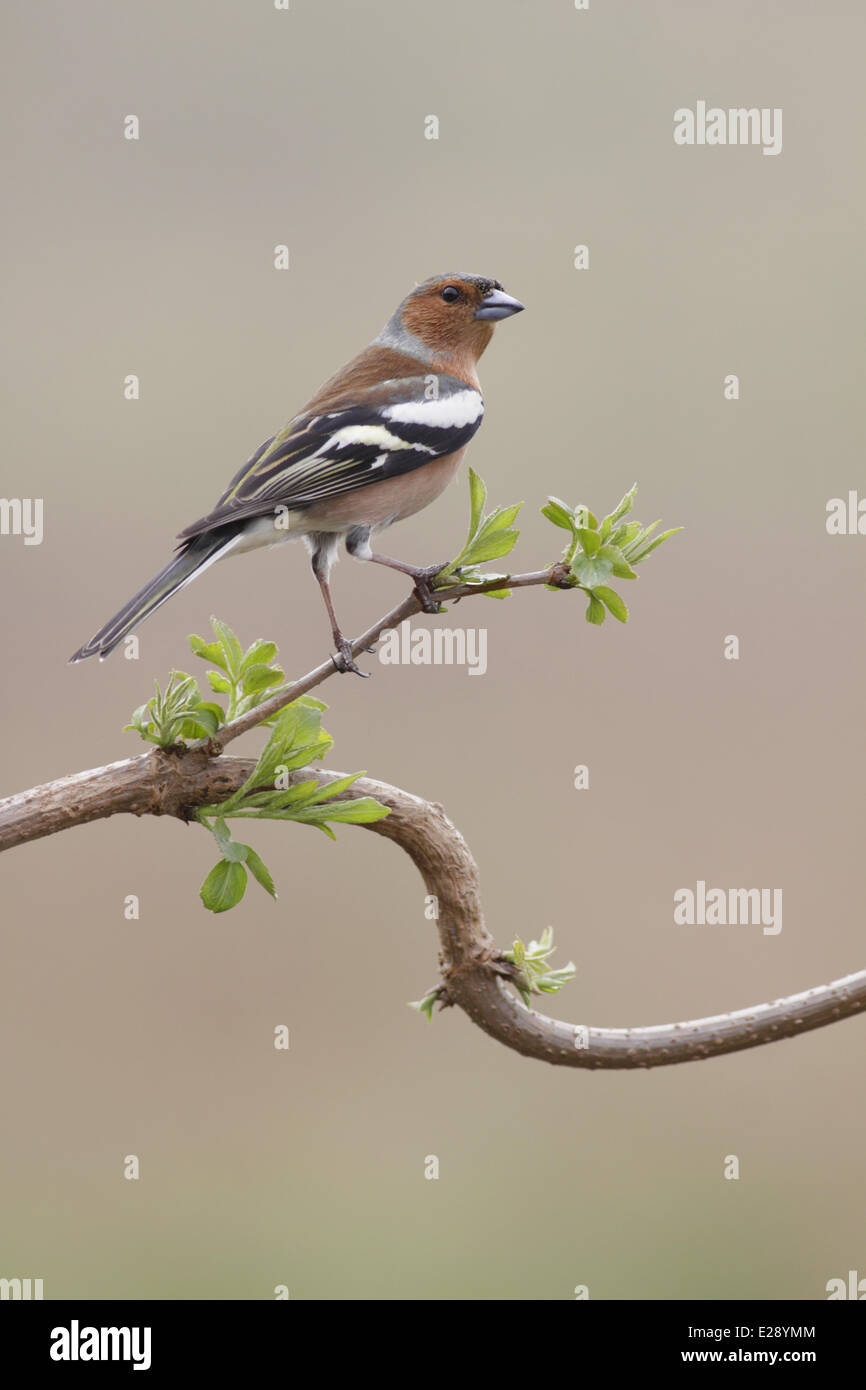 Gemeinsamen Buchfinken (Fringilla Coelebs) Männchen, thront auf Zweig, West Yorkshire, England, März Stockfoto