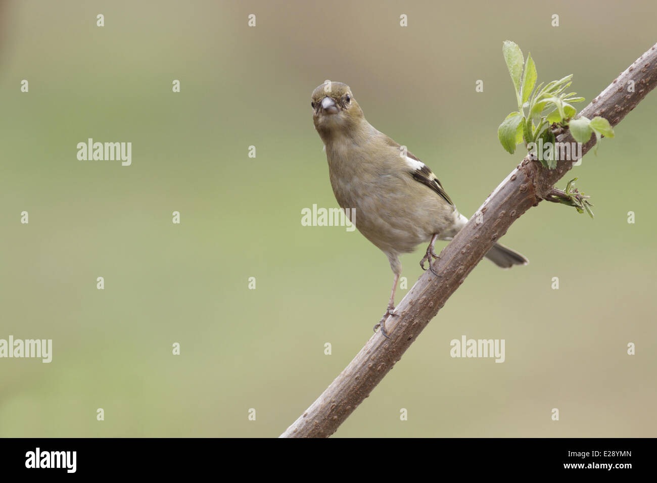 Gemeinsamen Buchfinken (Fringilla Coelebs) Erwachsenfrau thront auf Zweig, West Yorkshire, England, März Stockfoto