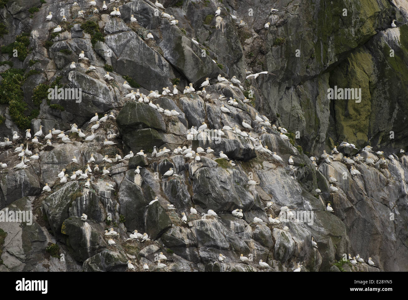 Nördlichen Basstölpel (Morus Bassanus) Erwachsene, Gruppe an Nestern auf Klippe Verschachtelung Kolonie, St. Kilda, äußeren Hebriden, Schottland, Juli Stockfoto