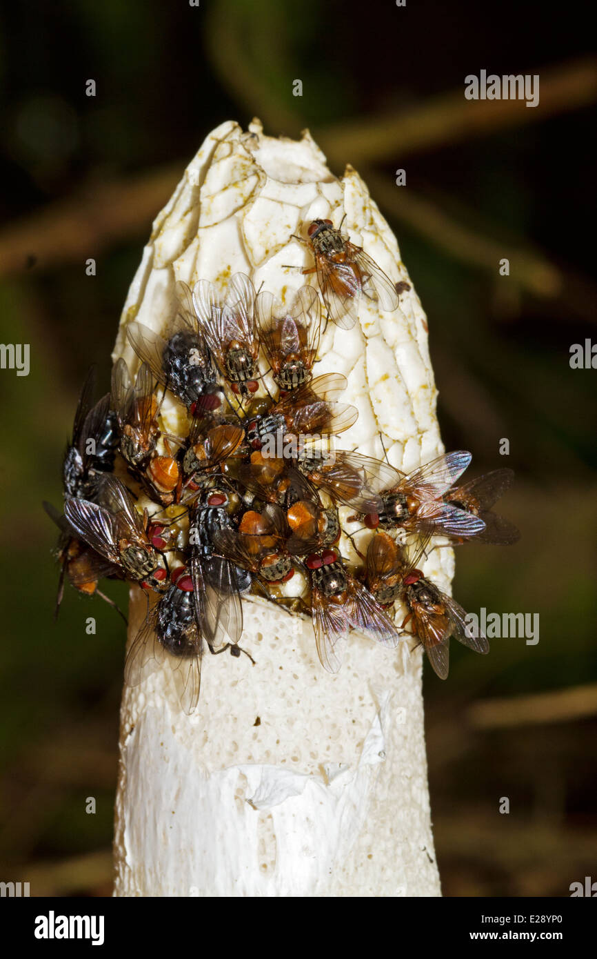 Eine gemeinsame Stinkmorchel (Phallus Impudicus), bedeckt mit fliegen, die durch den Geruch angezogen werden und die Sporen verbreiten Stockfoto