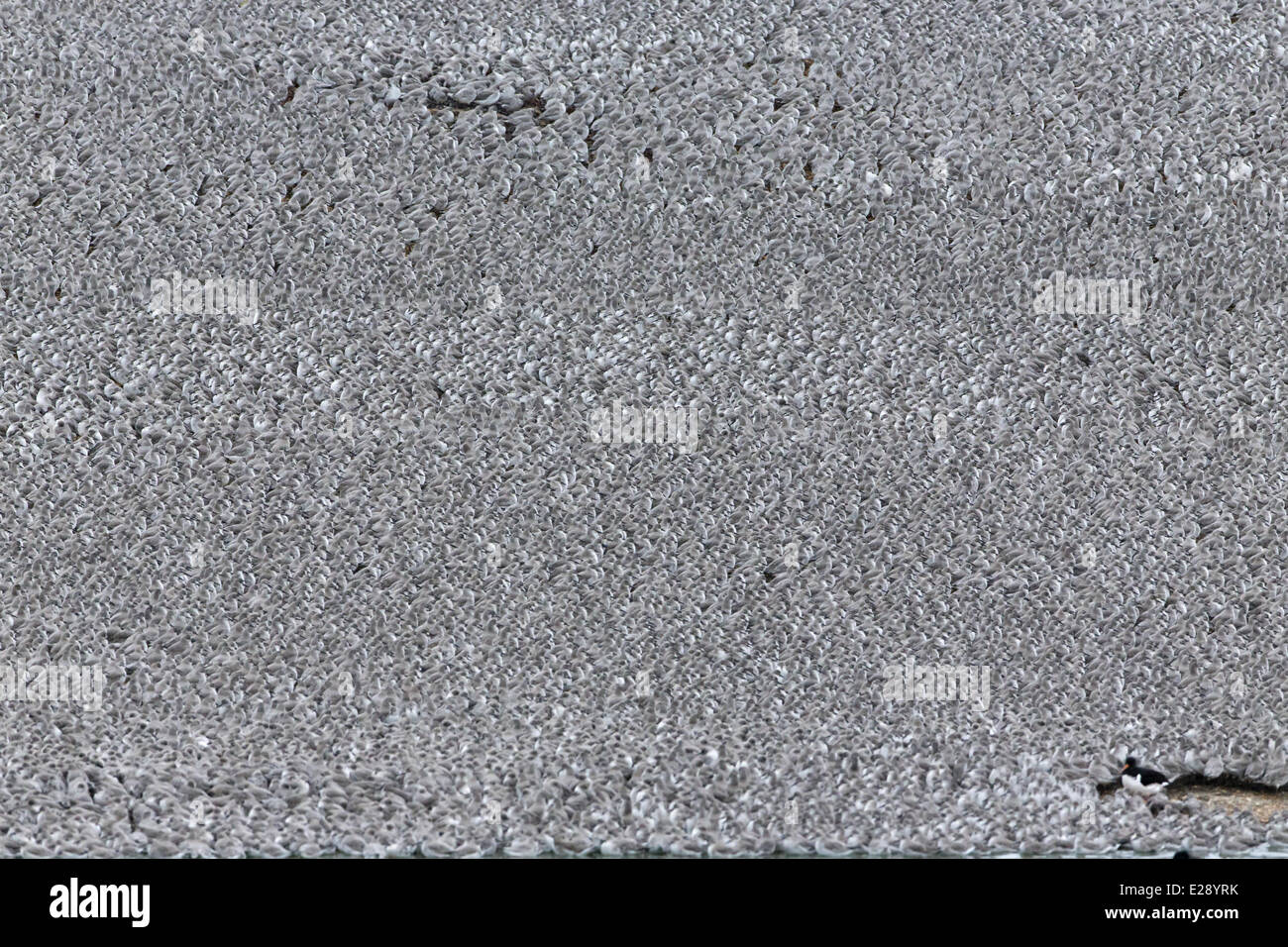 Knoten (Calidris Canutus) Herde, nicht-Zucht Gefieder, mit einzelnen eurasischen Austernfischer (Haematopus Ostralegus), bei Flut Roost, Snettisham, Norfolk, England, November Stockfoto