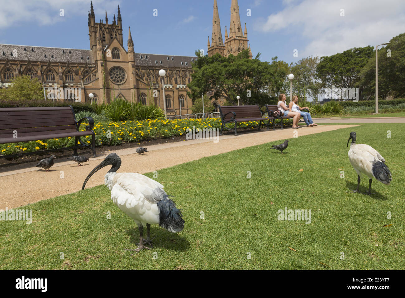 Australische White Ibis (Threskiornis Molukken) und wilde Taube (Columba Livia) Erwachsene, Futtersuche neben Menschen sitzen auf Bank in einem städtischen Park, Dom St. Marien, Hyde Park, Sydney, New South Wales, Australien, Februar Stockfoto