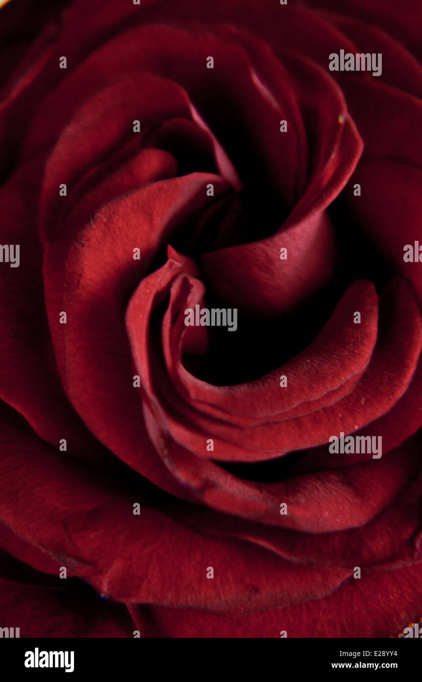 Rote Rosenblüten Stockfoto