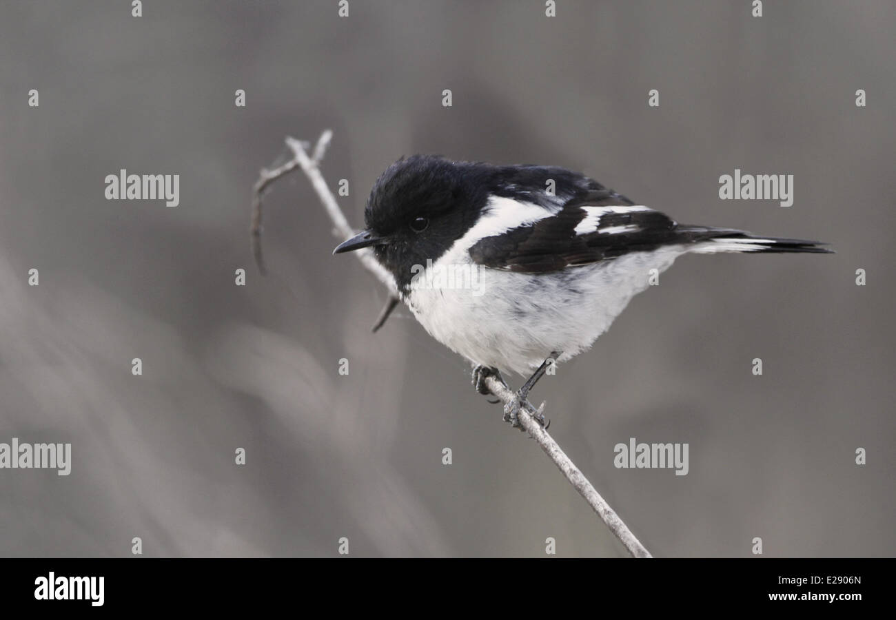 Hooded Robin (Melanodryas Cucullata) Männchen, thront auf Zweig, Ormiston Gorge, West MacDonnell N.P., September, West MacDonnell Range, Red Centre, Northern Territory, Australien Stockfoto