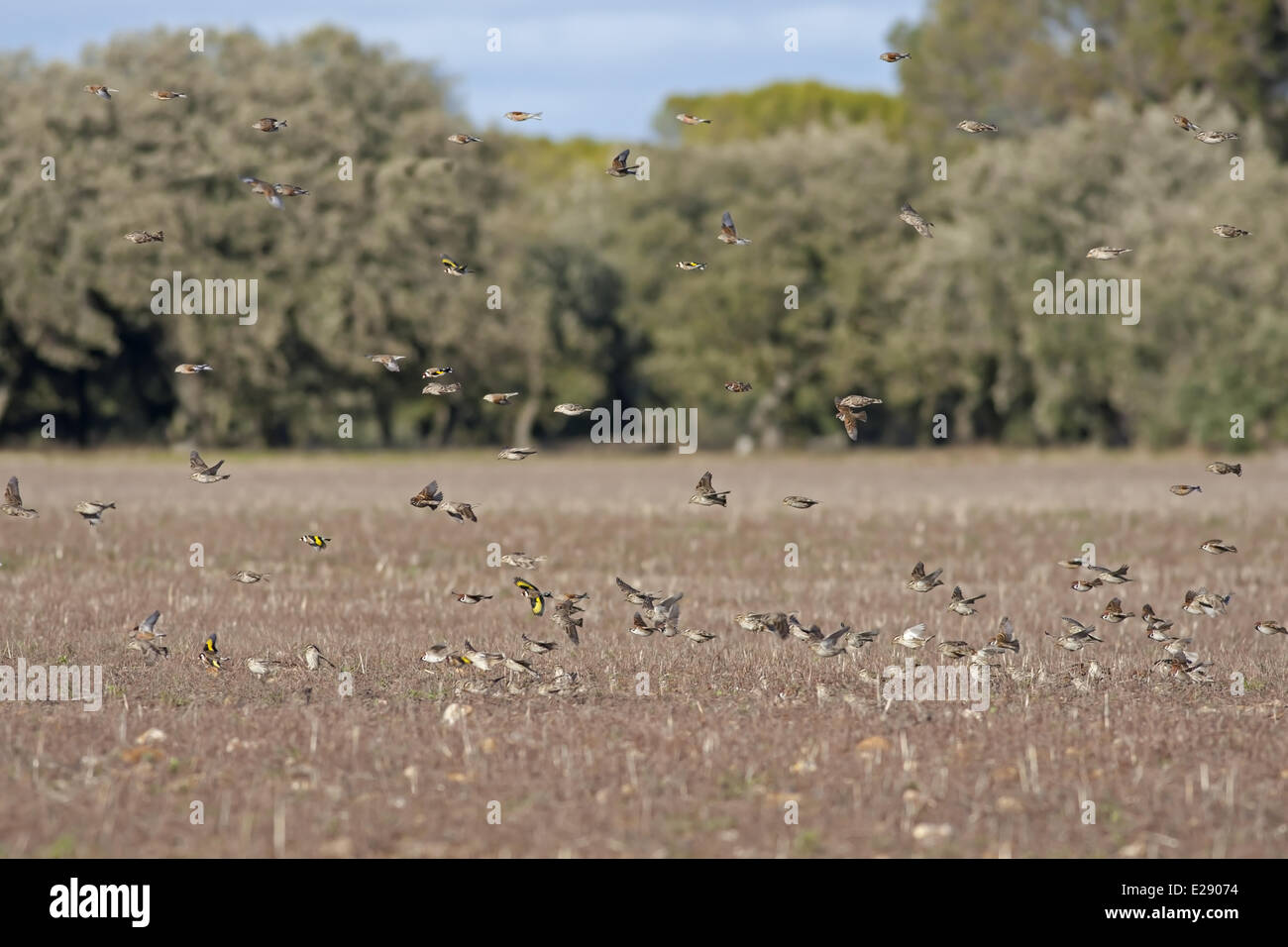 Rock Sparrow (Petronia Petronia), eurasische Baum-Spatz (Passer Montanus), Europäische Stieglitz (Zuchtjahr Zuchtjahr) und eurasischen Hänfling (Zuchtjahr Cannabina) gemischte Herde, im Flug über Ackerland, Nordspanien, März Stockfoto