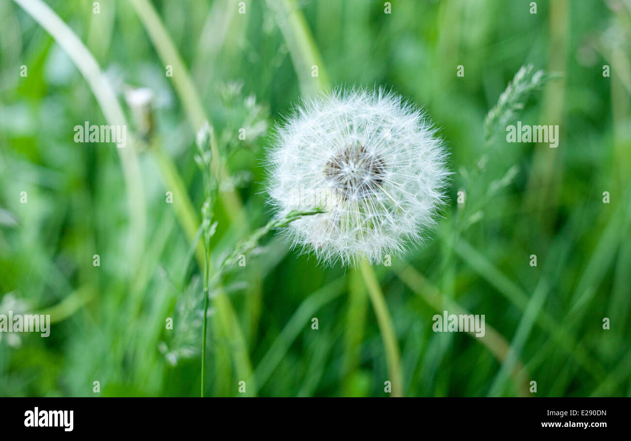 Schöne einsame Löwenzahn Samen Kopf lange Gras. Stockfoto