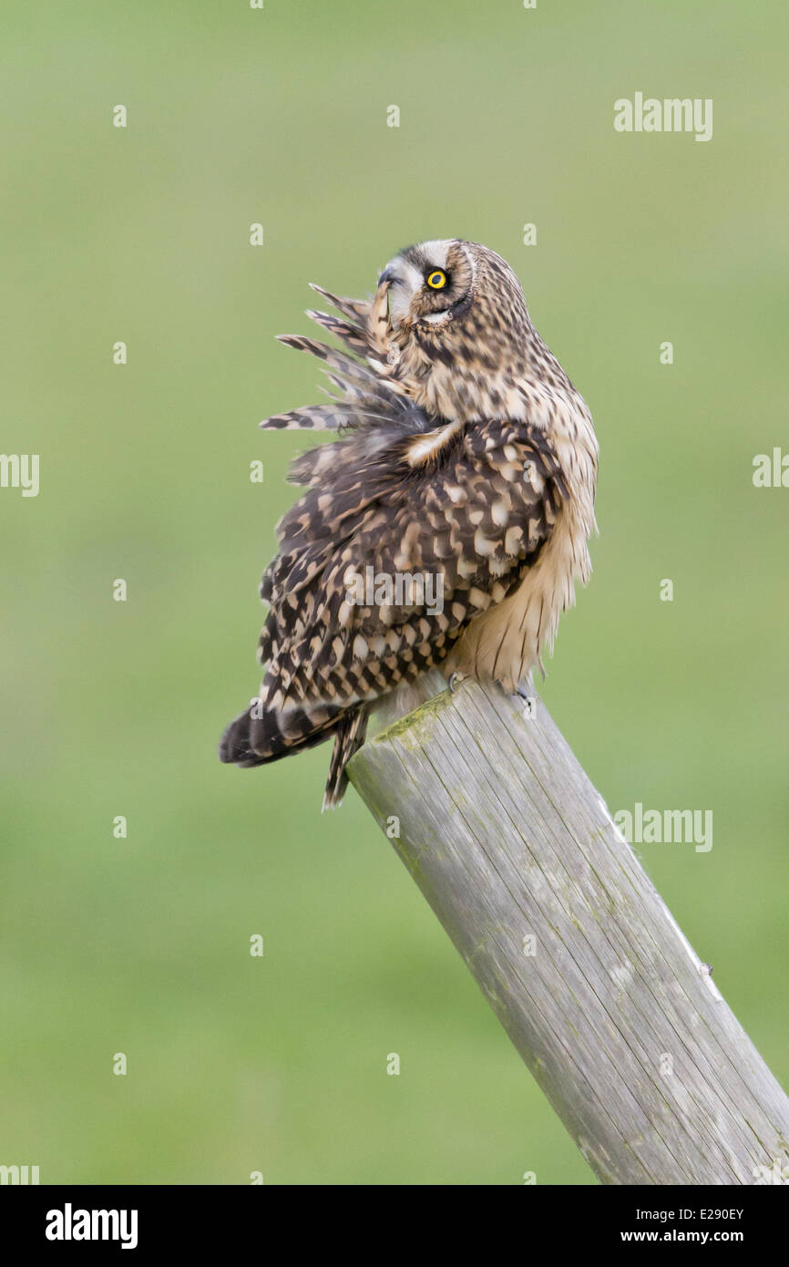 Short-eared Eule (Asio Flammeus) Erwachsenen, putzen, stehend auf Post, Suffolk, England, Dezember Stockfoto