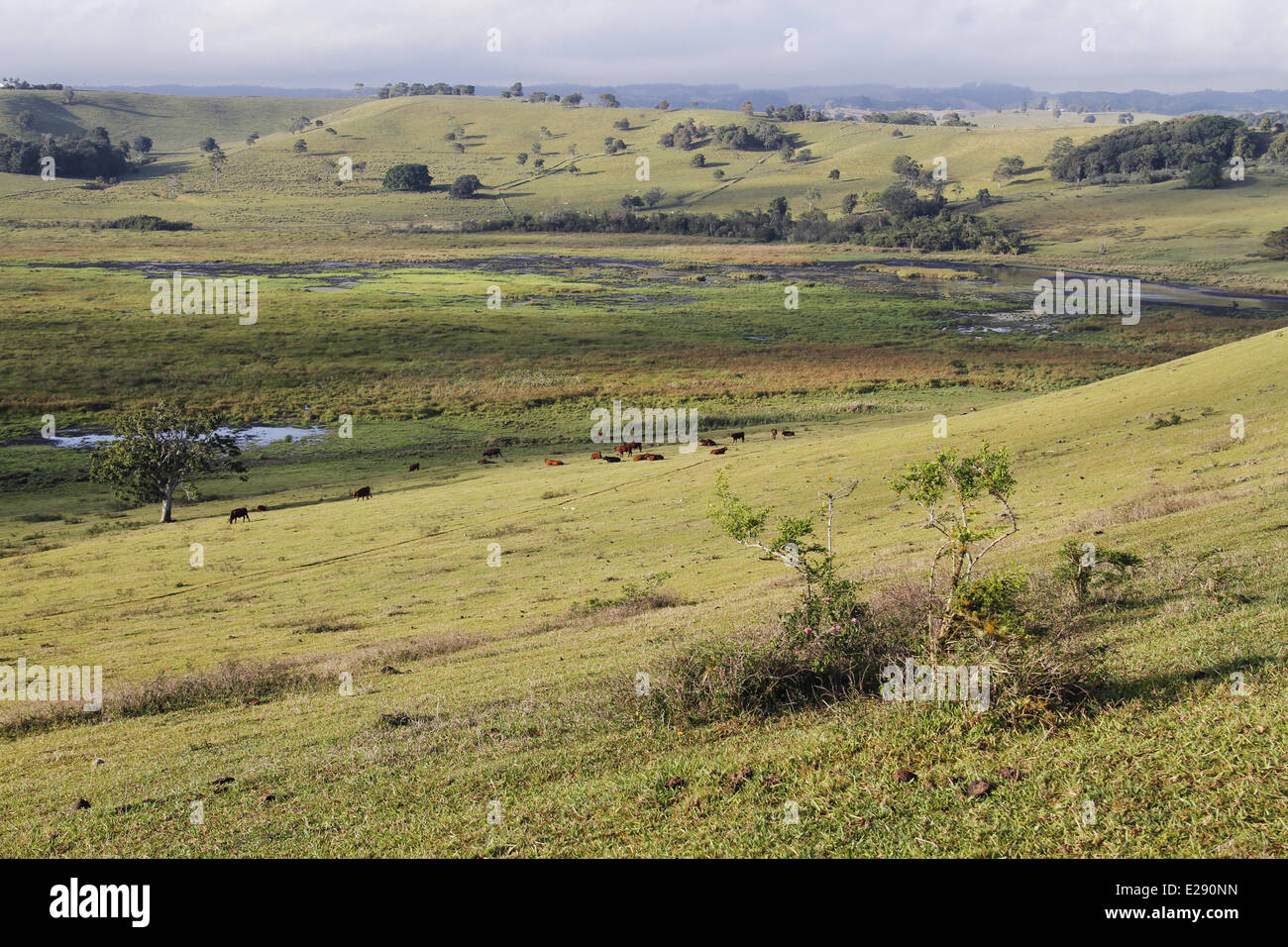 Ansicht des erloschenen Vulkankrater mit Vieh und Feuchtbiotop, wichtiger Schlafplatz Bereich für Wasservögel und Kräne, Bromfield Sumpf, Malanda, Atherton Tableland, Great Dividing Range, Queensland, Australien, Oktober Stockfoto