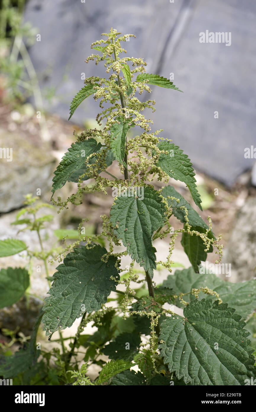 Brennessel, Urtica Dioica, Blüte unter Bauschutt Stockfoto