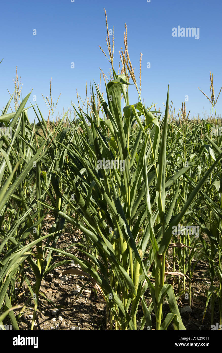 Maispflanzen mit eingerollt und Welke Blätter an einem heißen Sommertag in Gironde, Frankreich Stockfoto