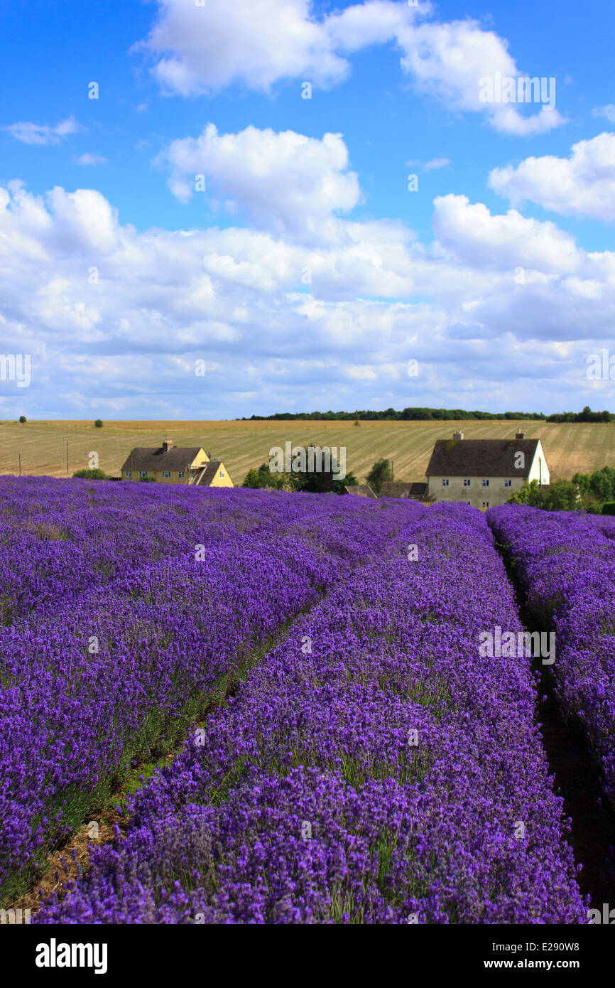 Schöne Cotswold Lavendelfeld in voller Blüte in England an einem Sommertag. Stockfoto