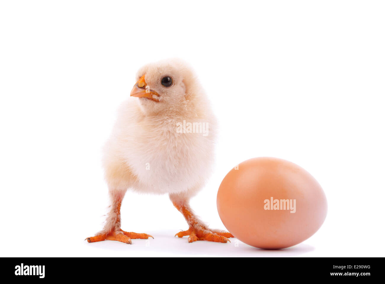 Huhn und Ei. Stockfoto