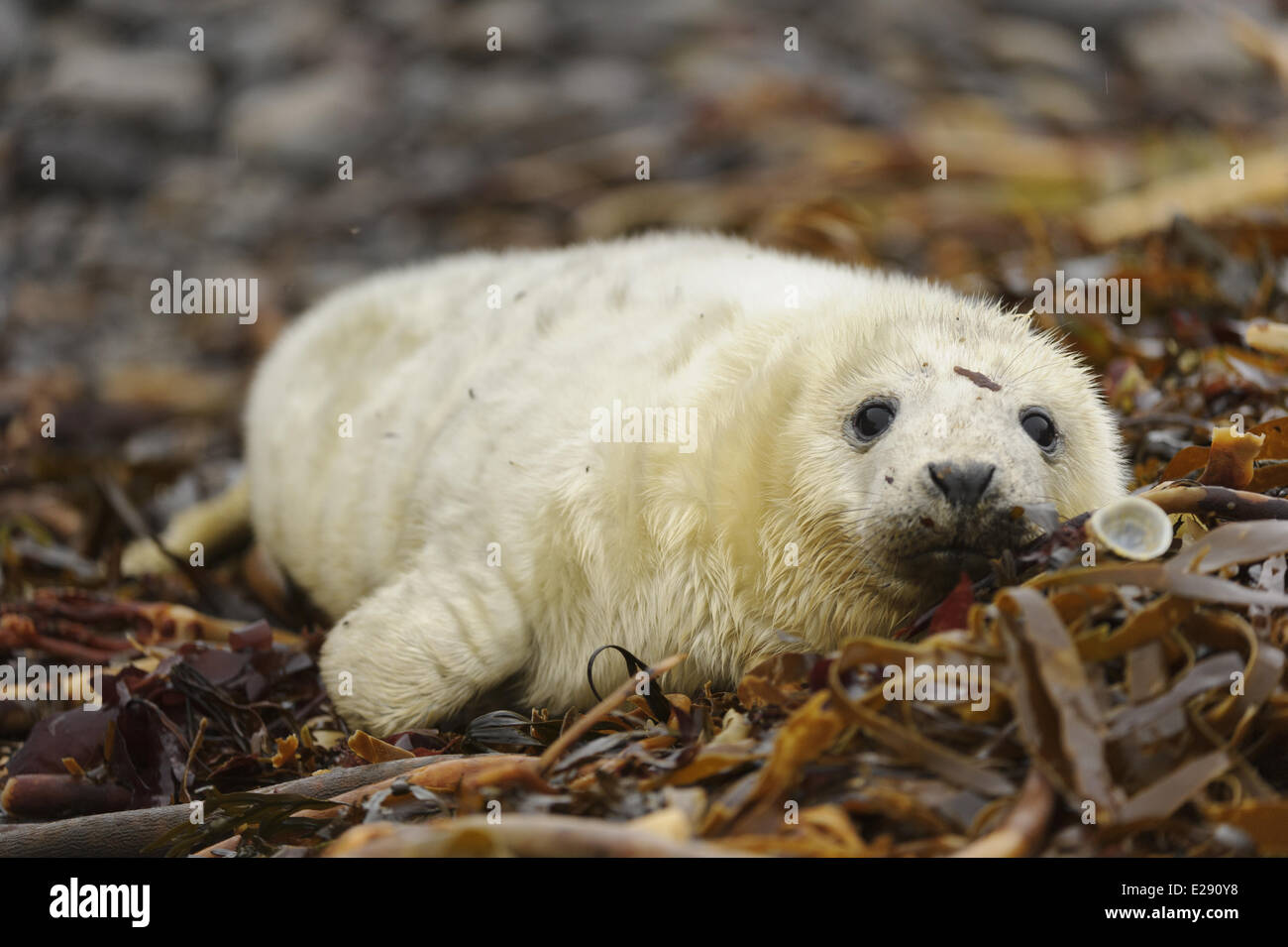 Grey Seal (Halichoerus Grypus) Whitecoat Pup, ruht auf Wrack bedeckt Strand, Orkney, Schottland, November Stockfoto